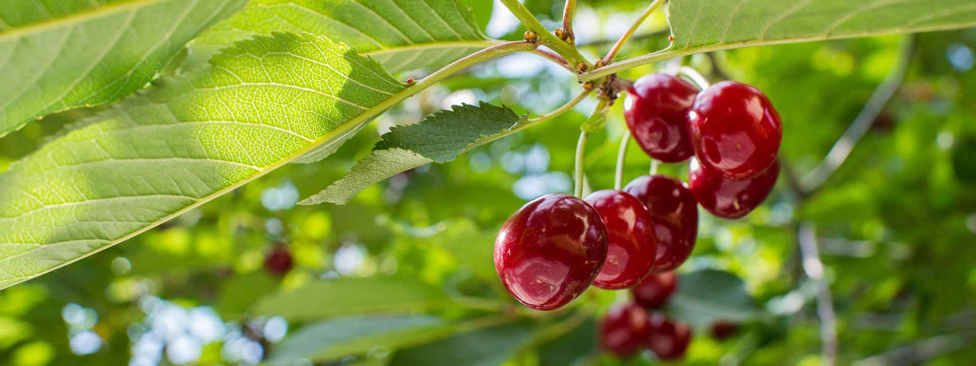 مشتل أشجار الفاكهة